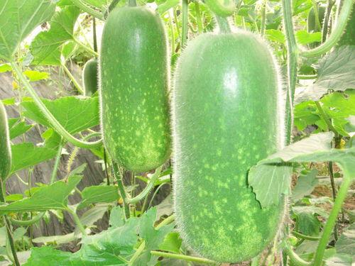 吃瓜之人亦为瓜恒被人吃之,一窥社会众生相