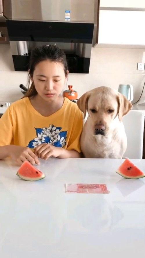 818吃瓜网西瓜视频,揭秘热门瓜事，畅享娱乐盛宴