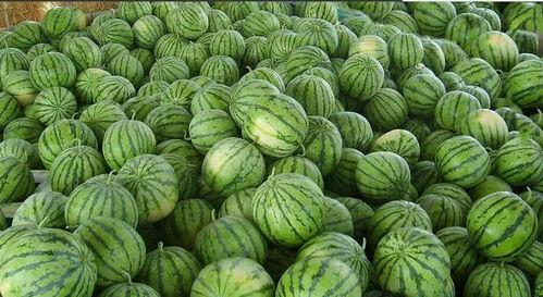 网络大瓜哪里吃,揭秘各大平台热门爆料，带你领略网络八卦盛宴