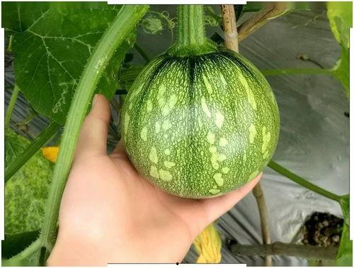 吃瓜第47天,热点事件背后的真相与反思