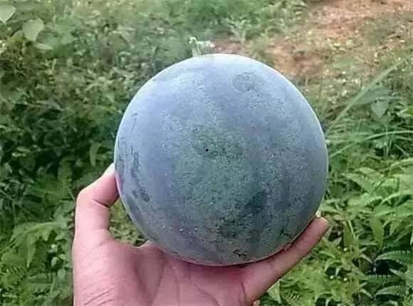 吃籽瓜有热量吗,热量知多少？揭秘瓜果中的营养秘密