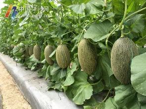 宁波的瓜吃吗,品味江南田园风情