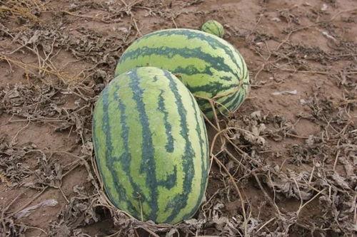 高罗镇吃瓜,一场别开生面的“吃瓜”盛宴