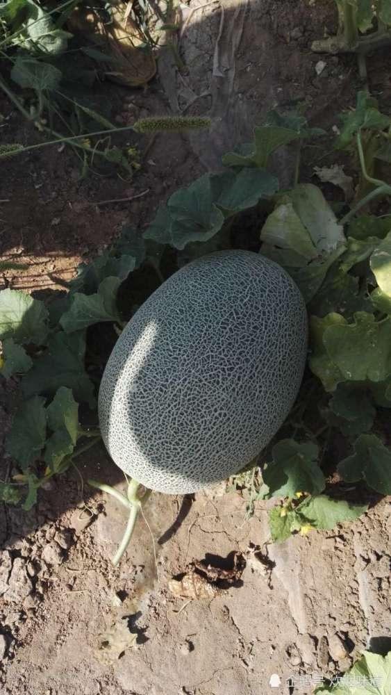 欢迎大家吃瓜视频,一探“欢迎大家吃瓜”视频的魅力