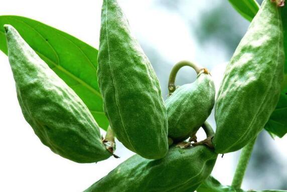 小朋友吃牛角瓜,小馋猫的牛角瓜探险记