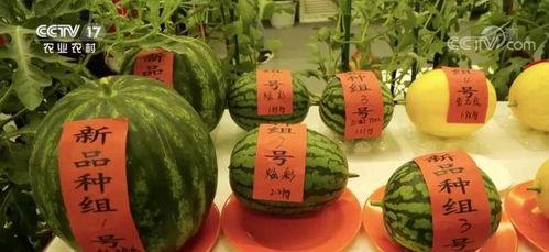 云叶吃瓜,揭秘娱乐圈的甜蜜与苦涩