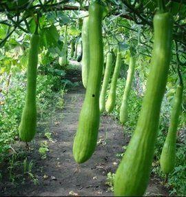 乡下吃的瓜,探寻乡村瓜果的甜蜜记忆