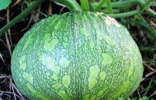 吃方瓜的害处,揭秘潜在危害与注意事项”