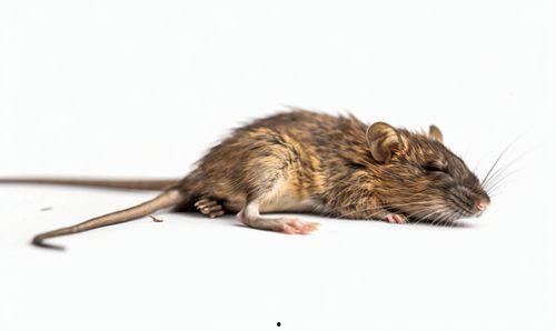 老鼠吃瓜牙印图片高清,高清老鼠牙印揭示的奇妙世界