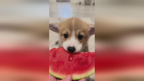 狗吃瓜卡通,趣味横生的卡通故事