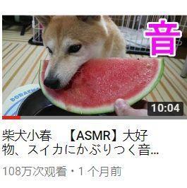 柴犬吃瓜表情,萌态百出，笑翻网友