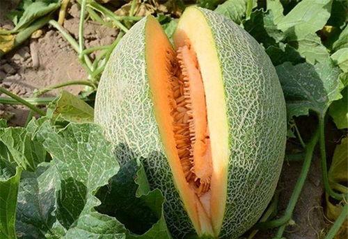 吃哈密瓜大便变细,揭秘大便变细的秘密